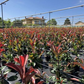 Vivaio Photinia
