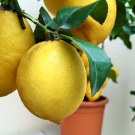 Piante di limoni