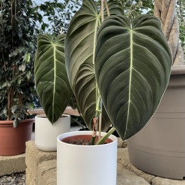 philodendron.jpg