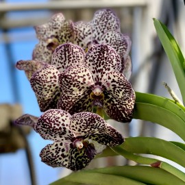 orchidea-vanda.jpg