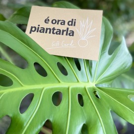 monstera.jpg