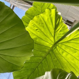 alocasia.jpg